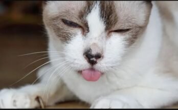 Cats and Down Syndrome 2022 Details